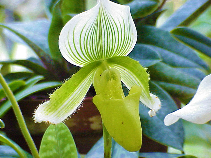 Conservatory Orchids Selby Gardens Sarasota Florida