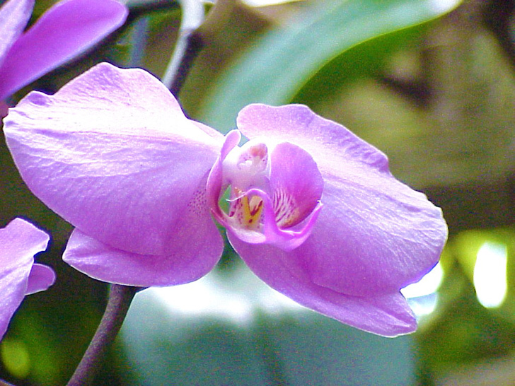 Conservatory Orchids Selby Gardens Sarasota Florida