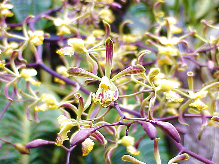 Conservatory Orchids Selby Gardens Sarasota Florida