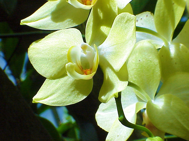 Conservatory Orchids Selby Gardens Sarasota Florida