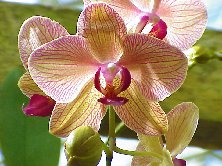 Conservatory Orchids Selby Gardens Sarasota Florida