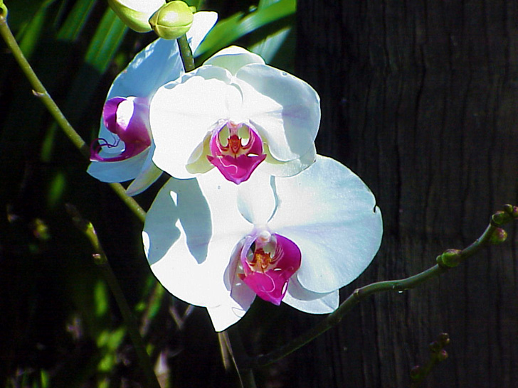 Orchid Garden Busch Gardens Tampa