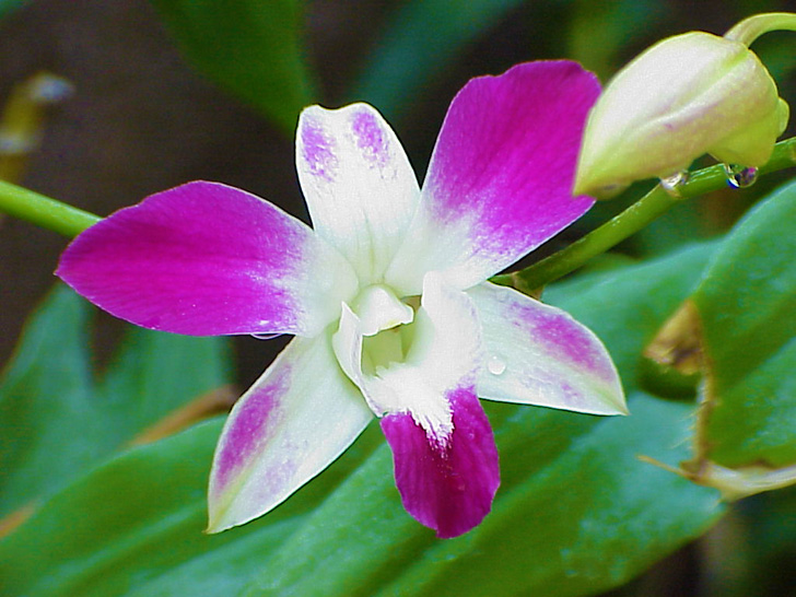 Orchid Garden Busch Gardens Tampa