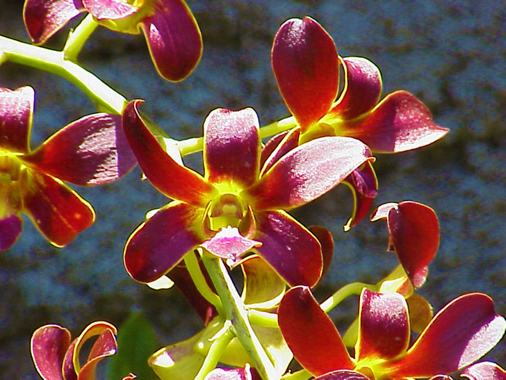 Orchid Garden Busch Gardens Tampa