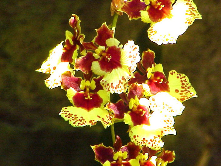 Orchid Garden Busch Gardens Tampa