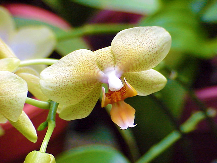 Conservatory Orchids Selby Gardens Sarasota Florida