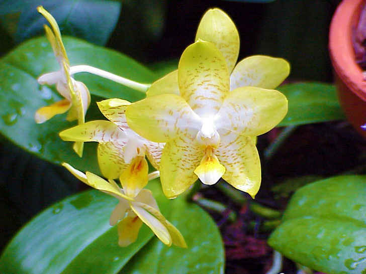 Conservatory Orchids Selby Gardens Sarasota Florida