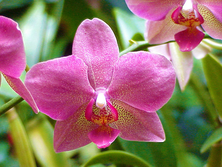 Conservatory Orchids Selby Gardens Sarasota Florida