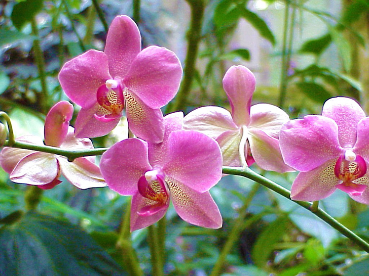 Conservatory Orchids Selby Gardens Sarasota Florida