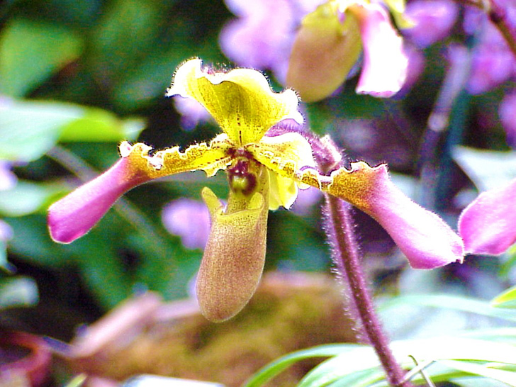 Conservatory Orchids Selby Gardens Sarasota Florida