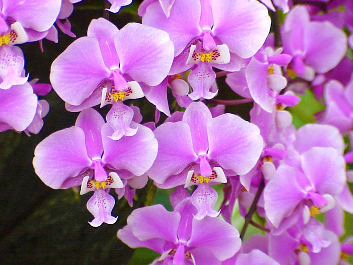 Conservatory Orchids Selby Gardens Sarasota Florida