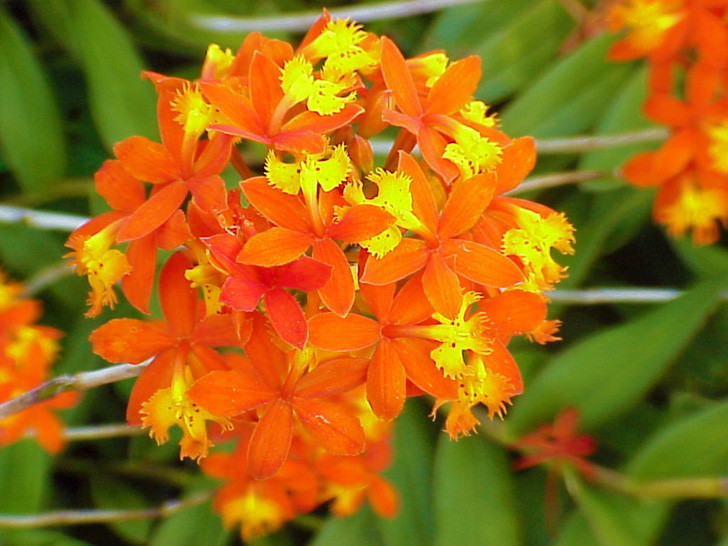 Conservatory Orchids Selby Gardens Sarasota Florida