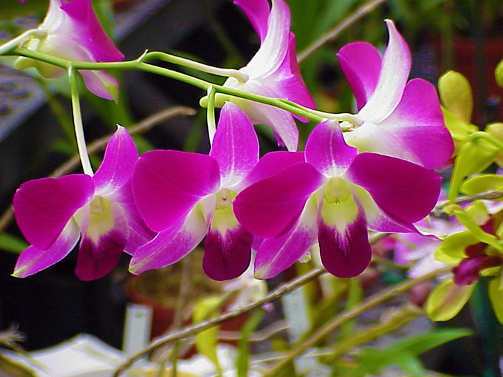 Orchid Garden Busch Gardens Tampa