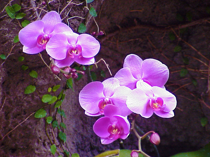 Orchid Garden Busch Gardens Tampa