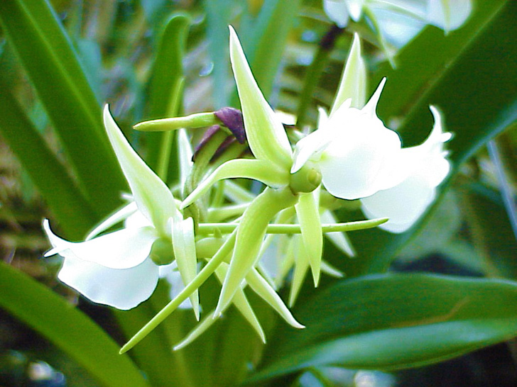 Conservatory Orchids Selby Gardens Sarasota Florida