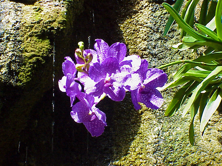 Orchid Garden Busch Gardens Tampa