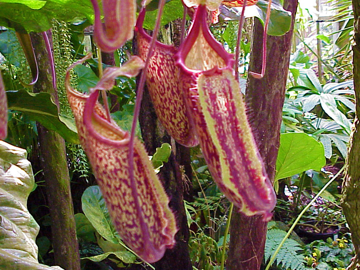 Conservatory Orchids Selby Gardens Sarasota Florida