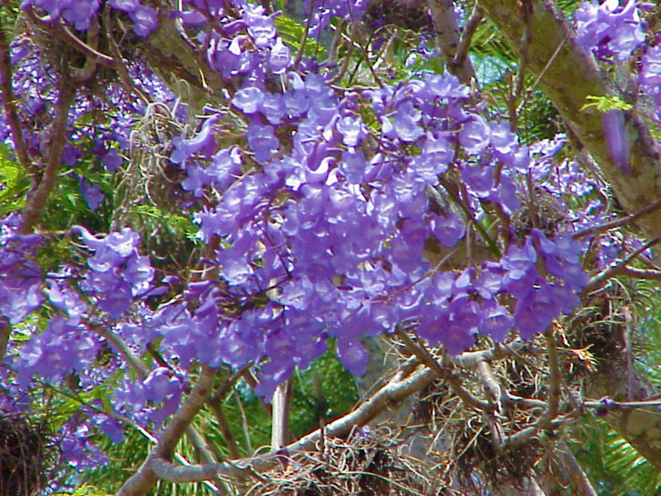 Colorful Tree St. Petersburg Florida