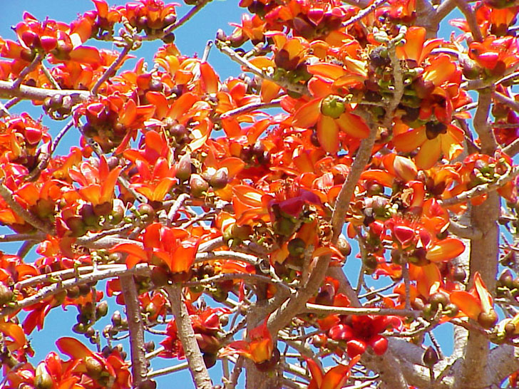 Colorful Tree with Nuts or Figs St. Petersburg Florida