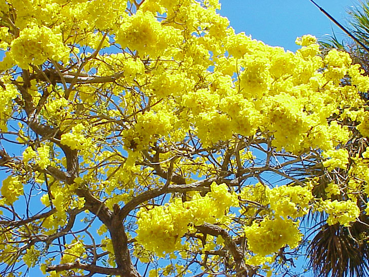 Colorful Tree St. Petersburg Florida