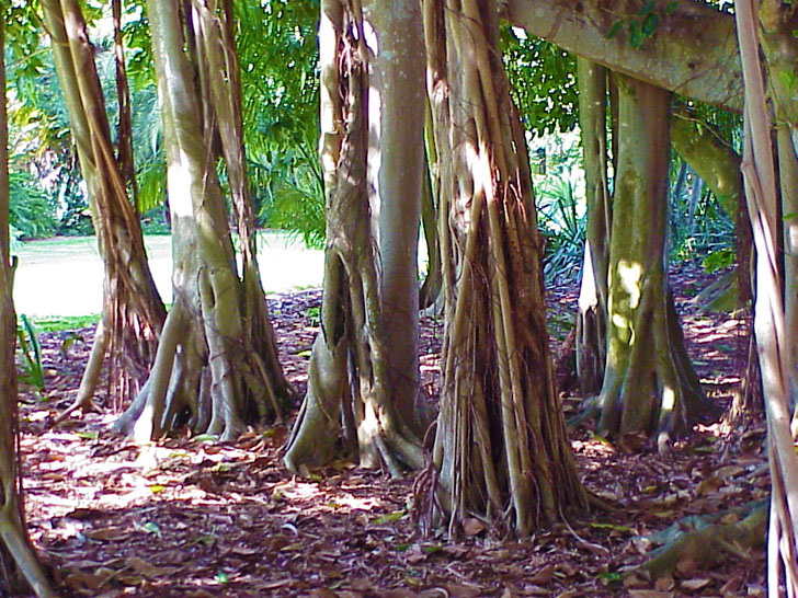 Banyan Grove Selby Gardens Sarasota Florida