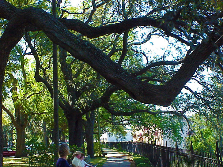 Above the Savannah River Savannah Georgia